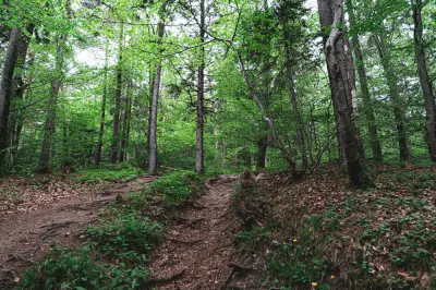 Area Konservasi