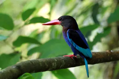 Bird of Borneo